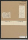 Asteromphalus cleveanus Grun. (de-Toni-Nr.: Genus 236, Species 5697) Zeichnungen Sammlung Grunow Nr. 9701 (NHMW-BOT-W0379641)